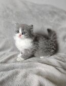 Bildschöne BKH/BLH Kitten Britisch Kurzhaar in 99087