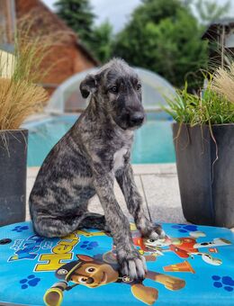 Wunderschöne Irish Wolfhound Welpen, Irischer Wolfshund - Herzberg (Elster)