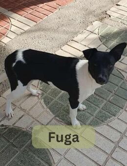 FUGA, w., kastr., Mischling, ca. 44 cm - Sipplingen