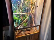 Roter Leguan + Terrarium - Marl (Nordrhein-Westfalen)