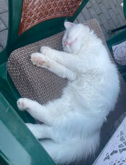 Babykätzchen mix Türkisch Angora Heilige Birma - Brühl (Nordrhein-Westfalen)
