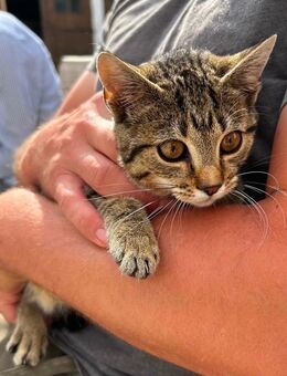 Kleiner Katerchen sucht liebevolles Zuhause - Rennertshofen