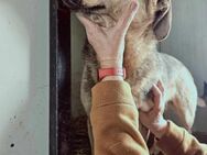 Maisy sucht ihre Retter! - Kabelhorst
