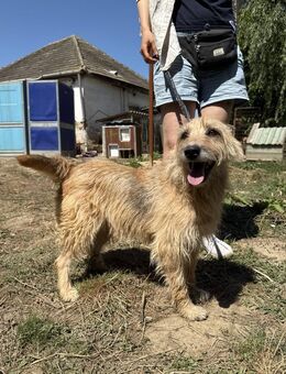 Tekla -7 Jahre alte Hündin sucht Zuhause - Köln