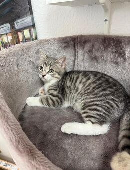 2 BKH- Mix Kitten ( Männlich ) suchen liebevolles Zuhause - ab Juli - Duisburg