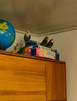 Unzertrennliche Rosa-Köpfchen Vogel 🐦 - Giengen (Brenz) Zentrum
