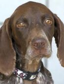 Poppy 19 -unsicher, braucht Vertrauen- in 26135