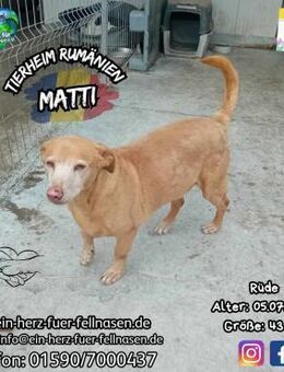 MATTI-möchte endlich wieder dazu gehören - Waakirchen