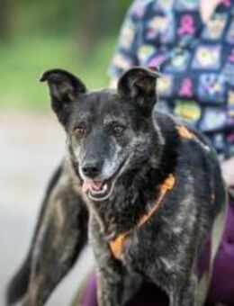 Konor, liebevoller Gentleman - Süderholz