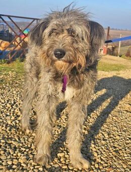 Kelly wünscht ich liebevolle Menschen - Schwarmstedt