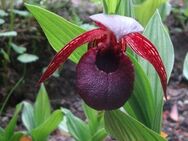 Winterharte Freiland Orchideen, Cypripedium, Epipactis, Dactylorhiza, Orchis Frauenschuh - Brannenburg