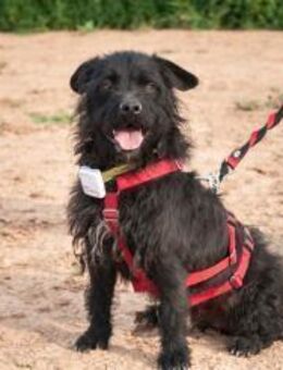 MARIO, m., kastr., Mischling, ca. 35 cm - Sipplingen