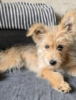 Lila💜 sucht ihre Familie - Kalkar