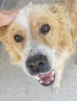 Baron - lieber, perfekter Seniorenhund - Hamburg