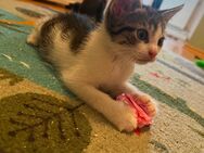 Kitten suchen ein neues Zuhause - Brilon Zentrum