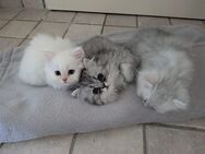 Perser Hauskatzen - Schäftlarn