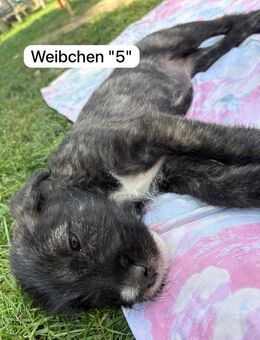 Cane Corso mix Welpen - Baesweiler