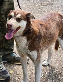 Adoptiere Liebe = sehr sozialer NOAH ♥️ - München