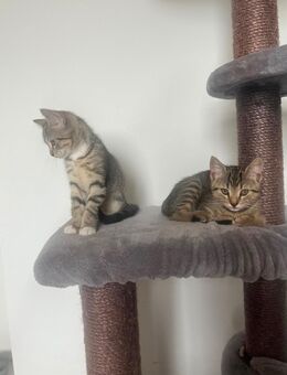 3 getigerte Kitten - Extertal
