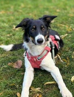 Molly - katzenverträglich - Löwenberger Land