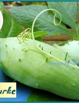 ♥ INKA Gurke Superfood ! samenfest, Samen,Sichtschutz,Garten Tulpenstolz,Cyclanthera pedata,Inka-Hörnchen,Heilpflanze - Hamburg
