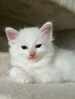 Ragdoll Kater kitten Ende August abzugeben - Soderstorf