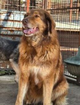 Viviane - Pflegestelle oder Zuhause gesu - Oberwies