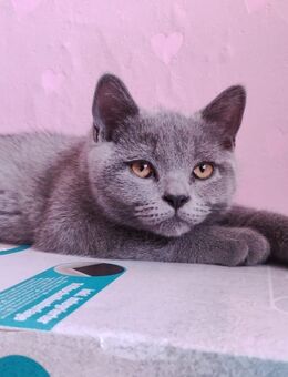 BKH Kitten - Gladbeck Zentrum
