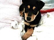 Kleine, niedliche Frieda sucht ... - Berlin