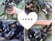 CORA PP Merle Mädchen sucht Körbchen - Neustadt (Rübenberge)