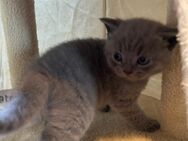 BKH Babykatzen - Homburg
