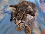 Gesunde Babykatze Kitten - Hohenlockstedt