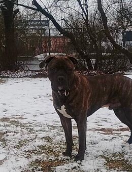 Cane Corso Mix/Boxer - Fulda