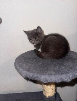 Bkh Katzen abzugeben - Herne