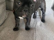Süsse Französische bulldoggen suchen ein Zuhause