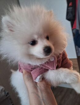 Zwergspitz - Castrop-Rauxel