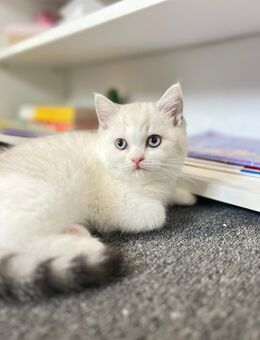 Seltenes Katzenbaby mit blauen Augen sucht ein liebevolles Zuhause - Mönchengladbach