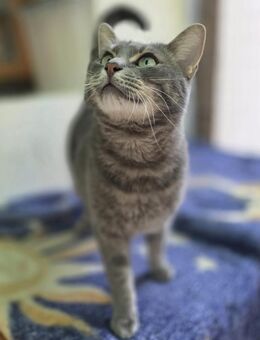 Suru Kräftig in der Statur, zarte Seele - Rambin