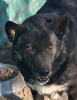 Paulchen - muss lernen zu vertrauen - Dreikirchen