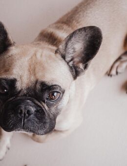 Französische Bulldogge - Eggenfelden