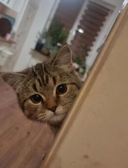 BKH Katze suchen neue zuhause - Berlin