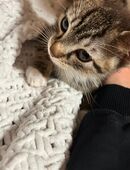 Kitten Katzenbabys abzugeben in 46149