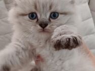 Maine Coon / Perser Mix Katzenbabys, Babykatzen, Kitten, cats, Katzen - Berlin Steglitz-Zehlendorf