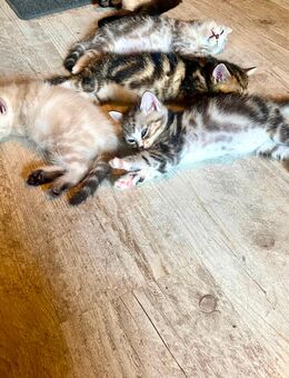 Süße BKH x Ragdoll Kitten - Remseck (Neckar)