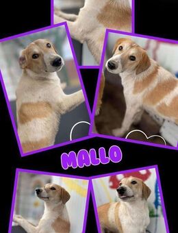 Süßer Mallo möchte adoptiert werden! - Nürnberg