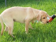 Sehr menschenbezogener Blonder Labrador Rüde "Buddy" Junghund mit Papieren - Eichenzell