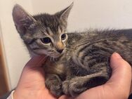 4 babykatzen abgabe bereit - Osnabrück