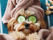 Pflegestellen für Hunde gesucht 🐾 - Elsdorf (Nordrhein-Westfalen)