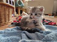 reinrassige BKH Kitten mit Stammbaum , 9 Wochen jung - Letschin