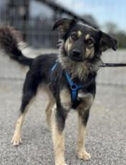 Traumhündin Liesl sucht ihre Familie - München